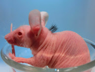 New hopes of cure for baldness after researchers use stems cells to grow hair on hairless mice, Japan - 30 Apr 2012
