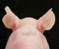 New hopes of cure for baldness after researchers use stems cells to grow hair on hairless mice, Japan - 30 Apr 2012