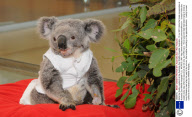 Asha the Koala, a patient at the Australia Zoo Wildlife Hospital, Australia - 16 Jul 2011