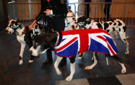 Crufts Dog Show, NEC Birmingham, Britain - 08 Mar 2012