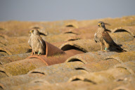 Lesser Kestrels, Lleida, Spain - Apr 2012