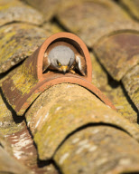 Lesser Kestrels, Lleida, Spain - Apr 2012