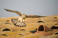 Lesser Kestrels, Lleida, Spain - Apr 2012