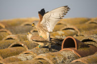 Lesser Kestrels, Lleida, Spain - Apr 2012
