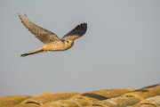 Lesser Kestrels, Lleida, Spain - Apr 2012