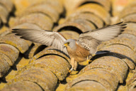 Lesser Kestrels, Lleida, Spain - Apr 2012