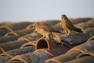 Lesser Kestrels, Lleida, Spain - Apr 2012