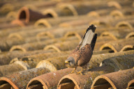 Lesser Kestrels, Lleida, Spain - Apr 2012
