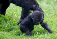 Gorilla Baby Kukena im Zoo von Bristol