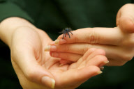 Baby Tarantel im Zoo von Bristol