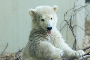Eisbärbaby Anori im Freigehege des Wuppertaler Zoos