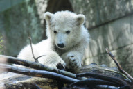 Eisbärbaby Anori im Freigehege des Wuppertaler Zoos