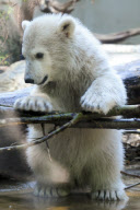 Eisbärbaby Anori im Freigehege des Wuppertaler Zoos