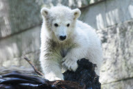 Eisbärbaby Anori im Freigehege des Wuppertaler Zoos
