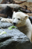 Eisbärbaby Anori im Freigehege des Wuppertaler Zoos