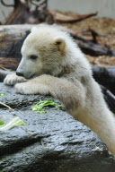 Eisbärbaby Anori im Freigehege des Wuppertaler Zoos