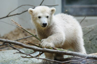 Eisbärbaby Anori im Freigehege des Wuppertaler Zoos
