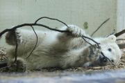 Eisbärbaby Anori im Freigehege des Wuppertaler Zoos