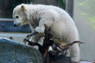 Eisbärbaby Anori im Freigehege des Wuppertaler Zoos