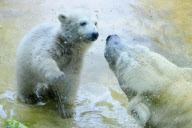 Eisbärbaby Anori im Freigehege des Wuppertaler Zoos