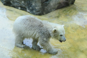 Eisbärbaby Anori im Freigehege des Wuppertaler Zoos