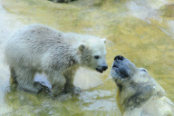 Eisbärbaby Anori im Freigehege des Wuppertaler Zoos