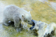 Eisbärbaby Anori im Freigehege des Wuppertaler Zoos