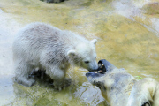 Eisbärbaby Anori im Freigehege des Wuppertaler Zoos