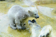Eisbärbaby Anori im Freigehege des Wuppertaler Zoos