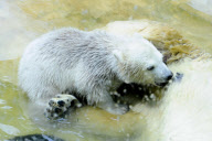 Eisbärbaby Anori im Freigehege des Wuppertaler Zoos