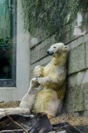 Eisbärbaby Anori im Freigehege des Wuppertaler Zoos