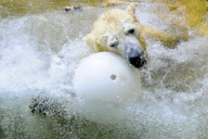 Eisbärbaby Anori im Freigehege des Wuppertaler Zoos