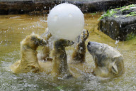 Eisbärbaby Anori im Freigehege des Wuppertaler Zoos