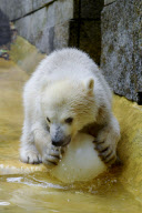 Eisbärbaby Anori im Freigehege des Wuppertaler Zoos