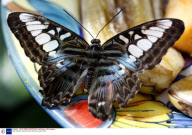 Butterflies