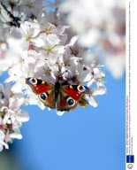 A Peacock Butterfly Taking Nectar From Blossom on a Cherry Tree in a North London Garden, Britain - 08 Apr 2010