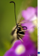 The 'Sensational Butterflies' exhibition, Natural History Museum, London, Britain - 06 Apr 2011