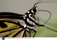 The 'Sensational Butterflies' exhibition, Natural History Museum, London, Britain - 06 Apr 2011