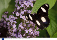 The 'Sensational Butterflies' exhibition, Natural History Museum, London, Britain - 06 Apr 2011