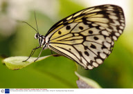 The 'Sensational Butterflies' exhibition, Natural History Museum, London, Britain - 06 Apr 2011