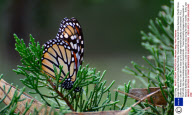 Large Groups of Monarch Butterflies Resting / Overwintering, Monarch Grove Sanctuary, Pacific Grove, California, America - Dec 2011