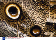 VARIOUS ANIMALS - 2002