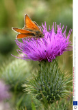 BRITISH WILD FLOWERS - JUL 2004