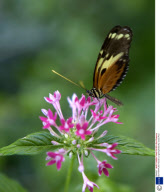 BUTTERFLIES