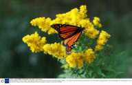 Monach Butterflies, Toronto, Canada - Sep 2006