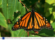 Monach Butterflies, Toronto, Canada - Sep 2006