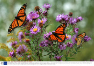Monach Butterflies, Toronto, Canada - Sep 2006