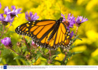 Monach Butterflies, Toronto, Canada - Sep 2006