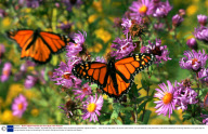 Monach Butterflies, Toronto, Canada - Sep 2006