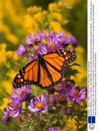 Monach Butterflies, Toronto, Canada - Sep 2006